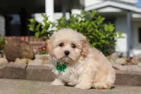 Trandon, a male Shihpoo for sale in Sugarcreek, OH – 3 of 6