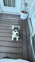 Titan, a male Siberian Husky for sale in Lorton, VA – 1 of 4