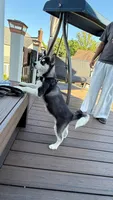 Titan, a male Siberian Husky for sale in Lorton, VA – 2 of 4