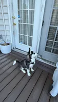 Titan, a male Siberian Husky for sale in Lorton, VA – 3 of 4