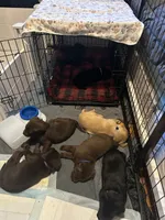 Female/Male, a female Labrador Retriever for sale in Lewiston, NY – 6 of 6