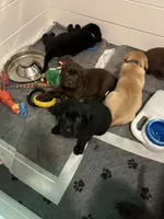 Female , a female Labrador Retriever for sale in Lewiston, NY – 3 of 3