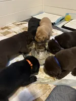 Female, a female Labrador Retriever for sale in Lewiston, NY – 3 of 3