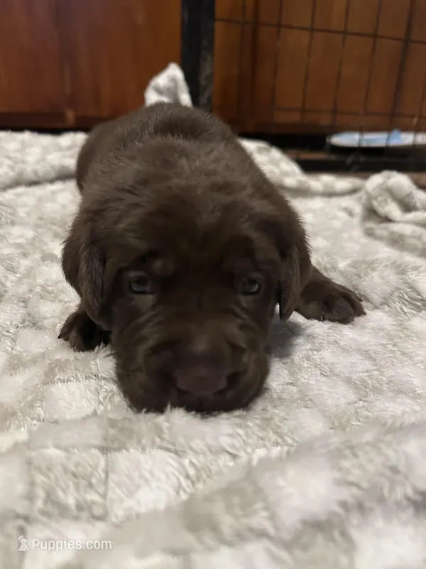 Female  – Labrador Retriever puppy for sale in East Amherst, NY
