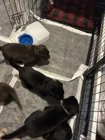Female/Male, a female Labrador Retriever for sale in Lewiston, NY – 5 of 6