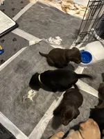 Female/Male, a female Labrador Retriever for sale in Lewiston, NY – 4 of 6