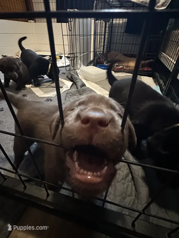 Female  – Labrador Retriever puppy for sale in Lewiston, NY