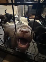 Female , a female Labrador Retriever for sale in Lewiston, NY – 1 of 3