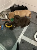 Female , a female Labrador Retriever for sale in Lewiston, NY – 2 of 3