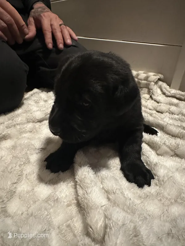Female, a female Labrador Retriever for sale in East Amherst, NY – Photo 1 of 1