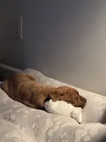 Kelo, a male American Pit Bull Terrier and Cane Corso for sale in Charlotte, NC – Photo 6 of 7