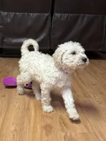 Purple , a female Labradoodle for sale in Malvern, AR – Photo 2 of 2