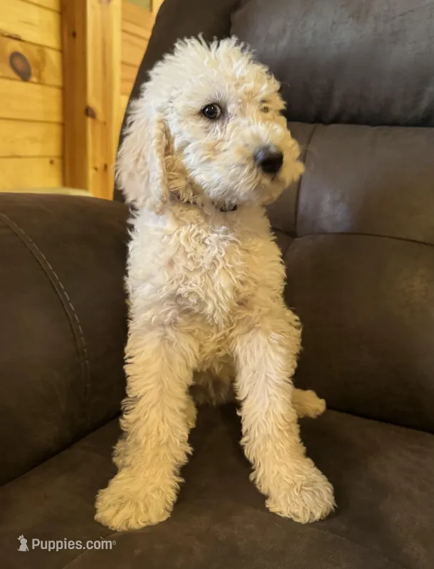 Purple  – Labradoodle puppy for sale in Malvern, AR