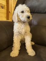 Purple , a female Labradoodle for sale in Malvern, AR – Photo 1 of 2