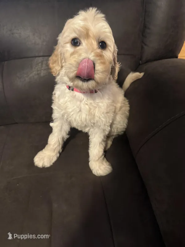 Pink  – Labradoodle puppy for sale in Malvern, AR