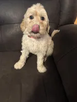 Pink , a female Labradoodle for sale in Malvern, AR – Photo 1 of 2