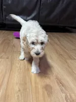 Pink , a female Labradoodle for sale in Malvern, AR – Photo 2 of 2