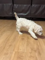 Orange , a female Labradoodle for sale in Malvern, AR – Photo 2 of 2