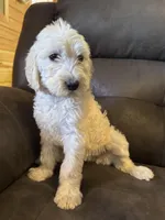 Orange , a female Labradoodle for sale in Malvern, AR – Photo 1 of 2