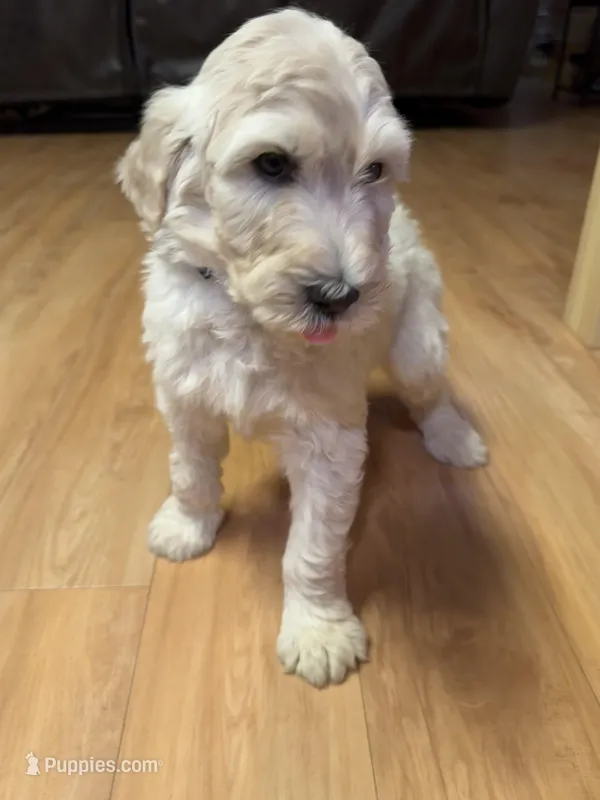 Blue  – Labradoodle puppy for sale in Malvern, AR