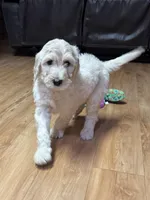 Blue , a male Labradoodle for sale in Malvern, AR – Photo 2 of 2