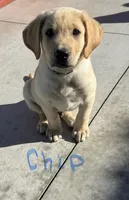 Chip, a male Labrador Retriever for sale in Gardnerville, NV – 1 of 3
