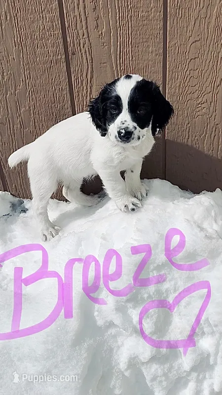 Breeze – English Cocker Spaniel puppy for sale in Gardnerville, NV