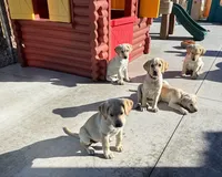 Luna, a female Labrador Retriever for sale in Gardnerville, NV – 2 of 3