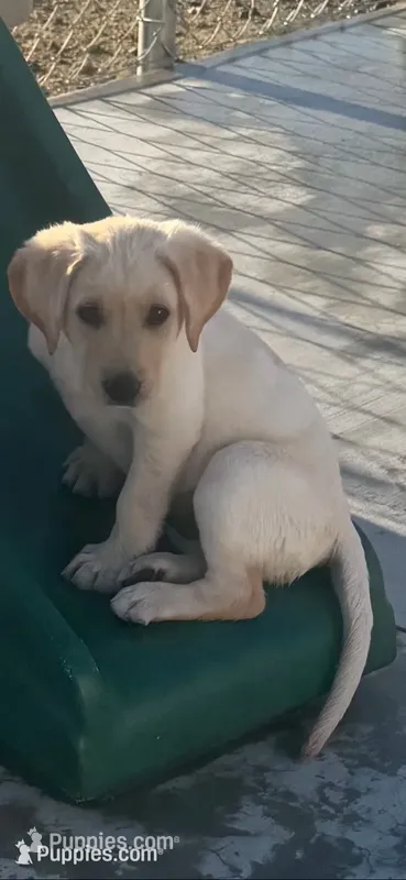 Blaze – Labrador Retriever puppy for sale in Gardnerville, NV