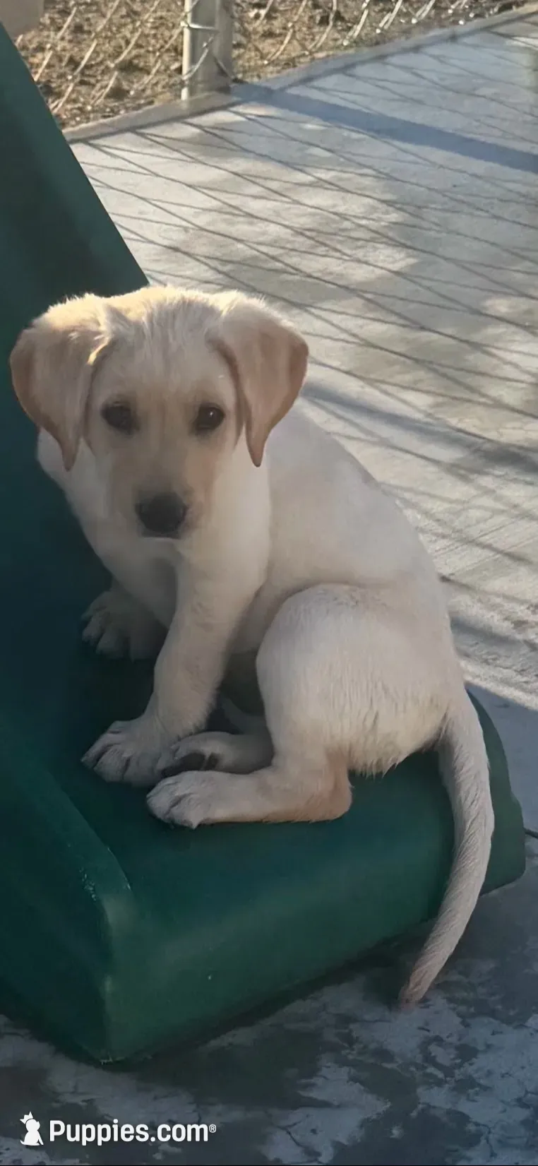 Blaze, a male Labrador Retriever for sale in Gardnerville, NV – 1 of 3