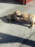 Dawn, a female Labrador Retriever for sale in Gardnerville, NV – 3 of 3