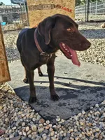 TK, a male Labrador Retriever for sale in Gardnerville, NV – Photo 4 of 5