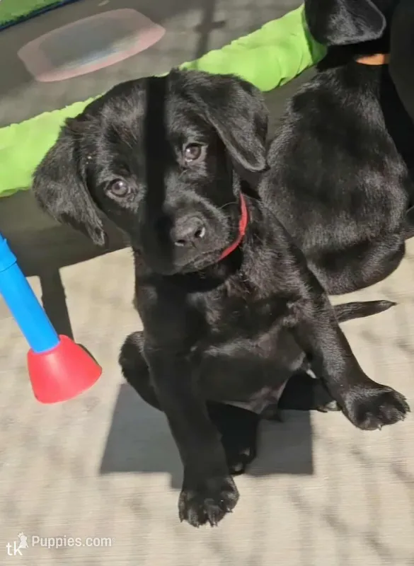 TK, a male Labrador Retriever for sale in Gardnerville, NV – Photo 1 of 5