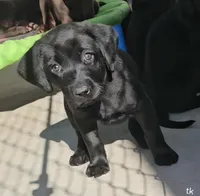 TK, a male Labrador Retriever for sale in Gardnerville, NV – Photo 2 of 5