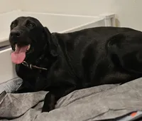 TK, a male Labrador Retriever for sale in Gardnerville, NV – Photo 5 of 5