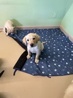 Dawn, a female Labrador Retriever for sale in Gardnerville, NV – 2 of 3