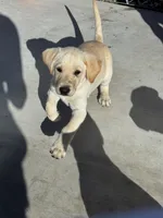 Chip, a male Labrador Retriever for sale in Gardnerville, NV – 3 of 3
