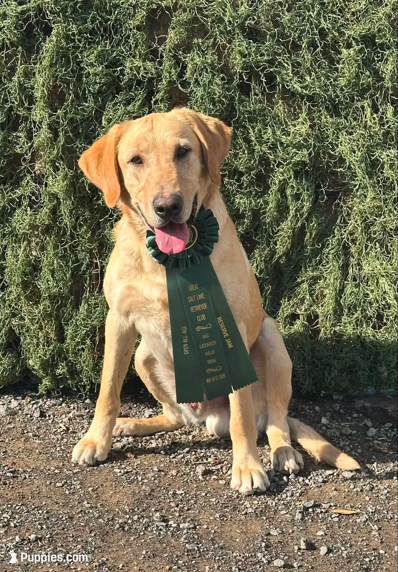Blaze, a male Labrador Retriever for sale in Gardnerville, NV – 2 of 3