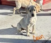 Dawn, a female Labrador Retriever for sale in Gardnerville, NV – 1 of 3