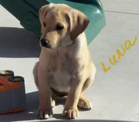 Luna, a female Labrador Retriever for sale in Gardnerville, NV – 1 of 3