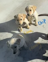 Chip, a male Labrador Retriever for sale in Gardnerville, NV – 2 of 3