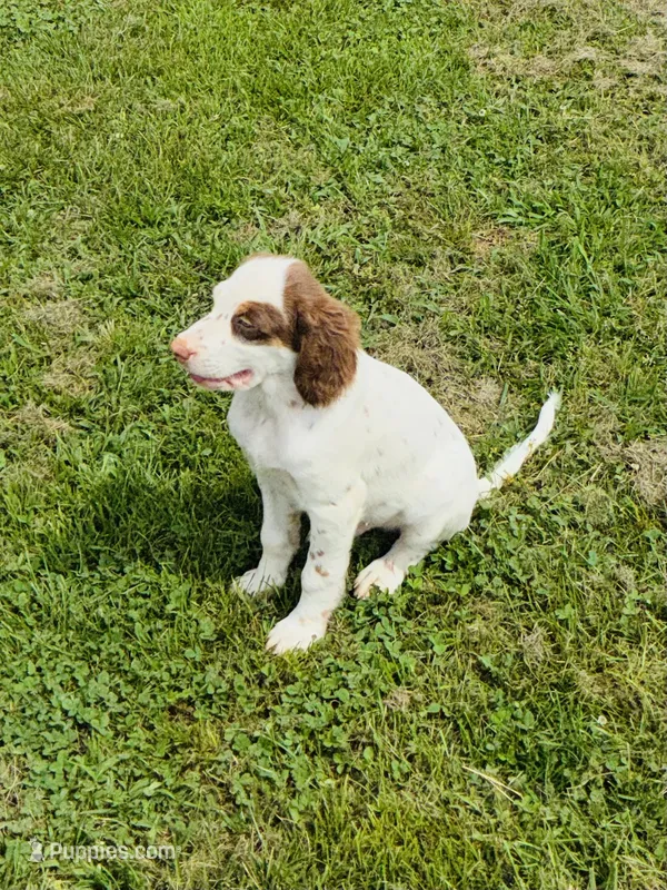 Patch – English Setter puppy for sale in Salem, MO
