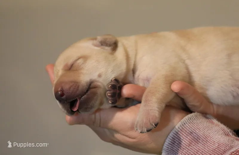 yellow female 1 – Labrador Retriever puppy for sale in Pleasant Dale, NE