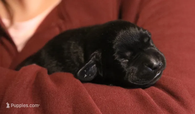 black female 2, a female Labrador Retriever for sale in Pleasant Dale, NE – 1 of 4