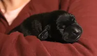 black female 2, a female Labrador Retriever for sale in Pleasant Dale, NE – 1 of 4