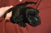 black female 2, a female Labrador Retriever for sale in Pleasant Dale, NE – 2 of 4