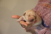 yellow female 2, a female Labrador Retriever for sale in Pleasant Dale, NE – 2 of 4