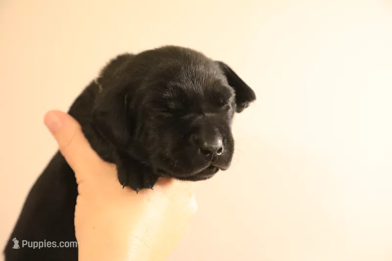 black female 2 – Labrador Retriever puppy for sale in Pleasant Dale, NE