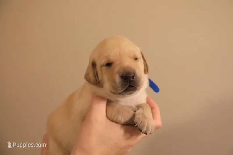 yellow male 2 – Labrador Retriever puppy for sale in Pleasant Dale, NE
