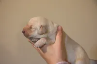yellow male 1, a male Labrador Retriever for sale in Pleasant Dale, NE – 3 of 4